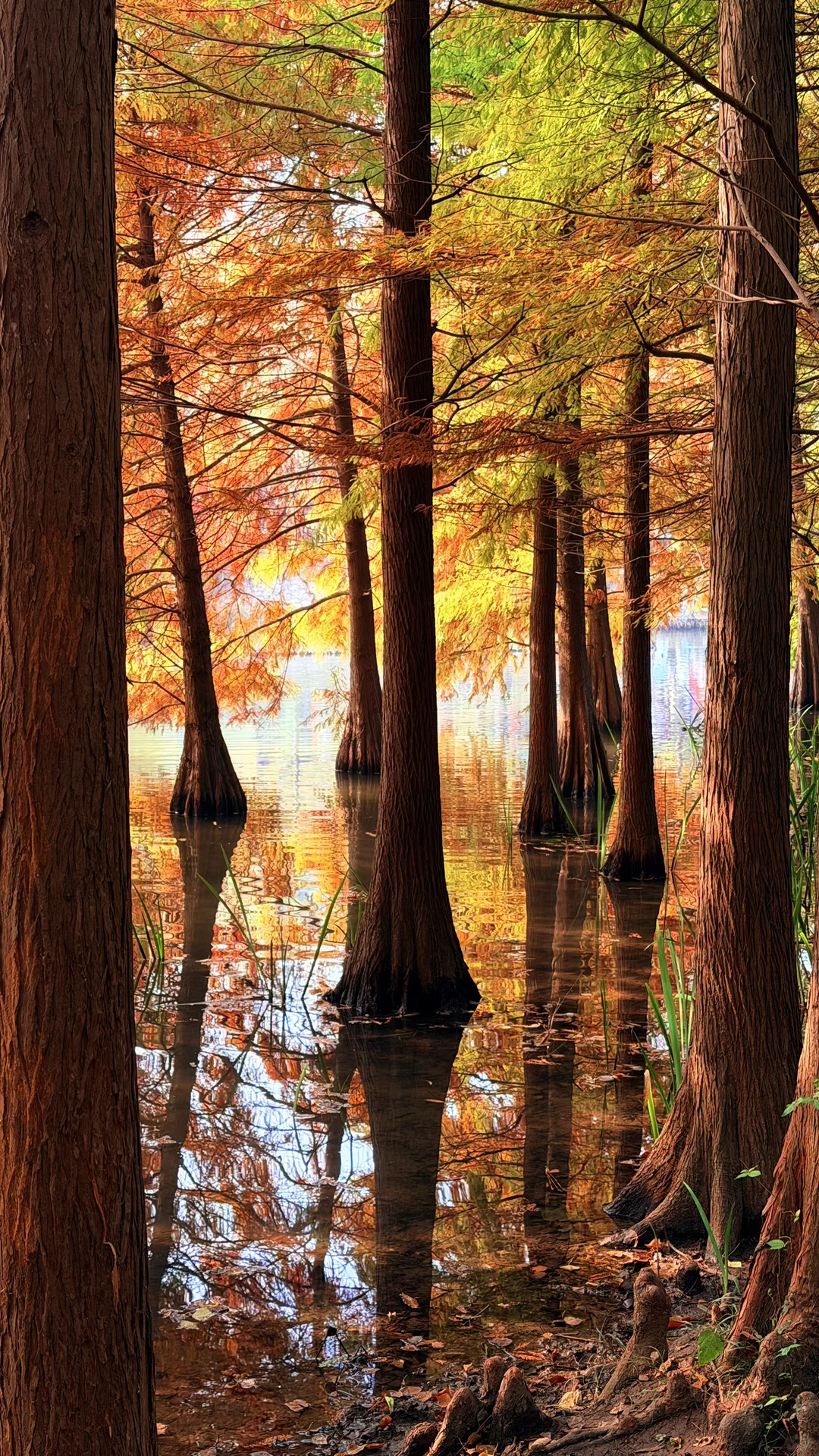 11.14实况|南京燕雀湖的落羽杉杀疯了！！！！