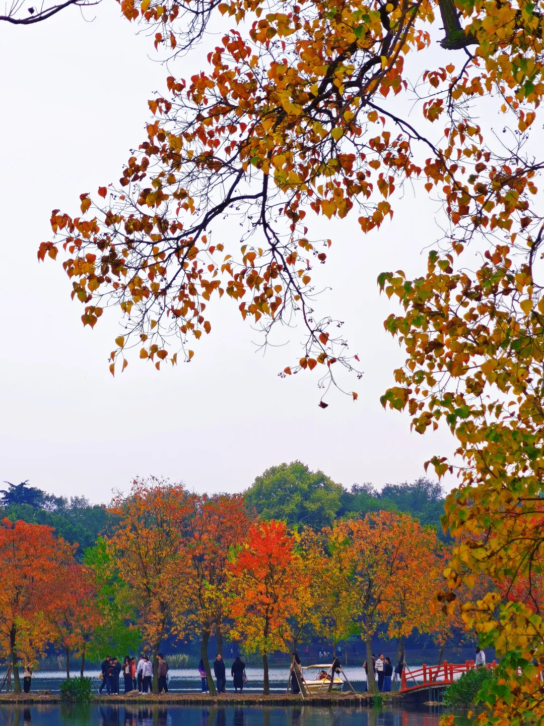 📸南京赏秋进度播报！11.10-11.16推荐