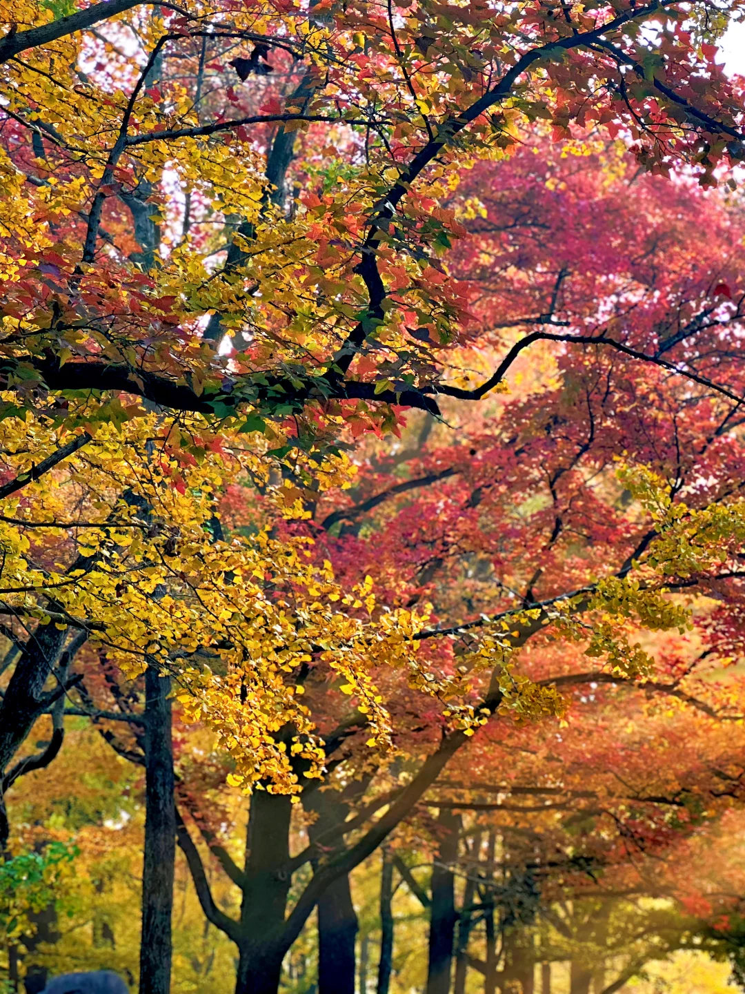 11.12明孝陵：绝美就是这几天，一定要去！