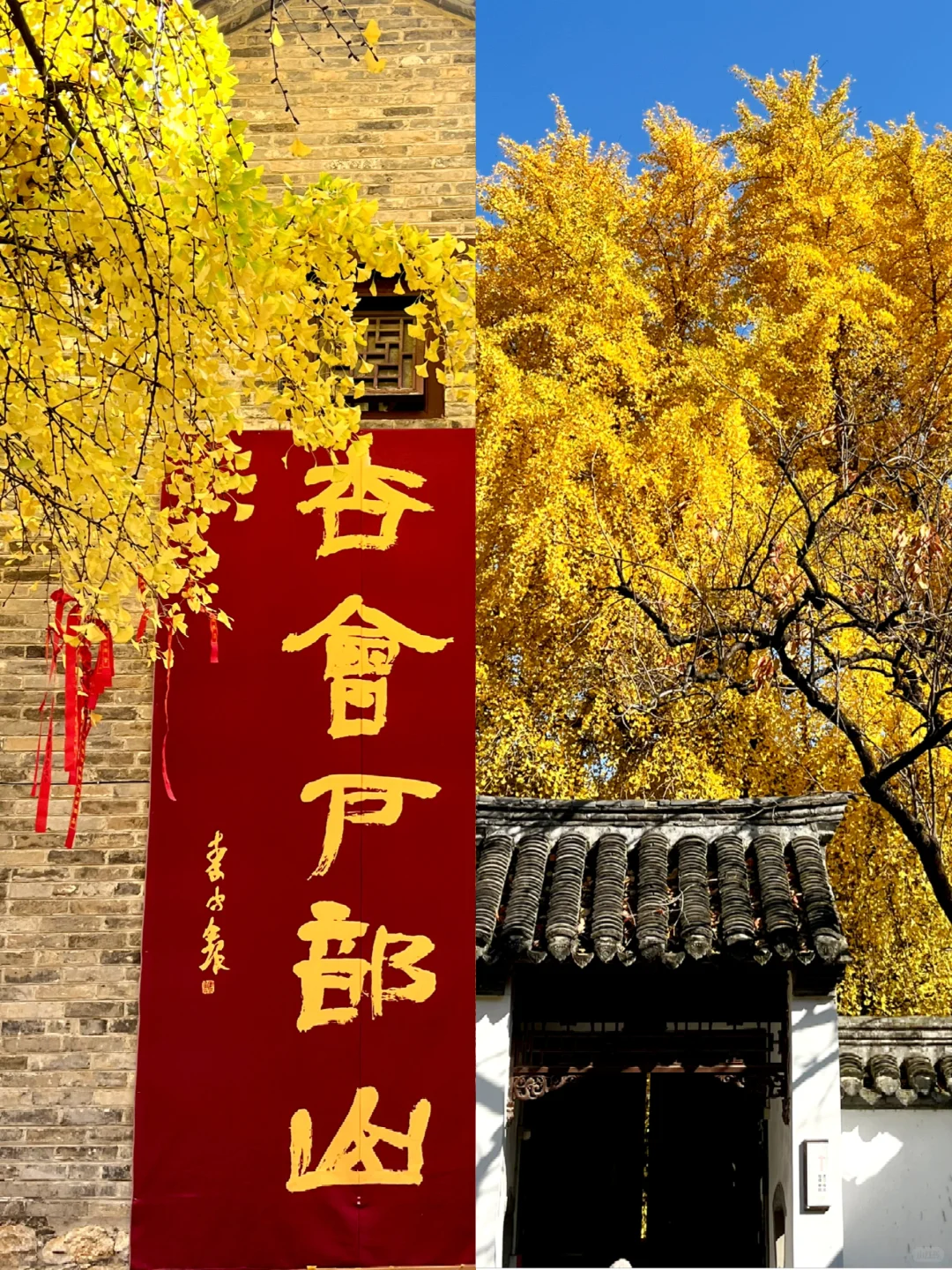 徐州 500年银杏树 最佳“赏味期”还有一周