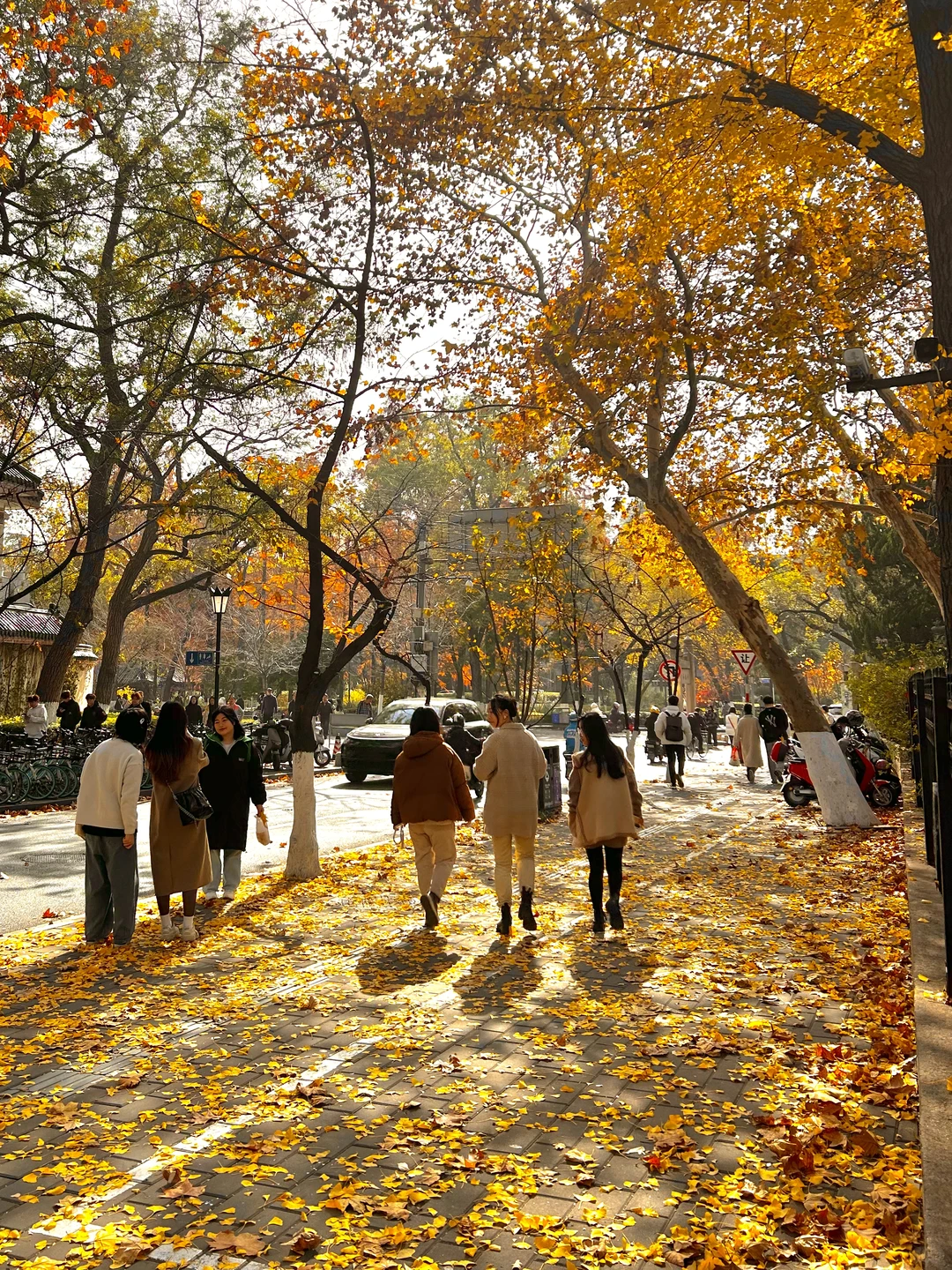南京就是一座巨大的落叶痛城！枫叶浪漫哭🍁