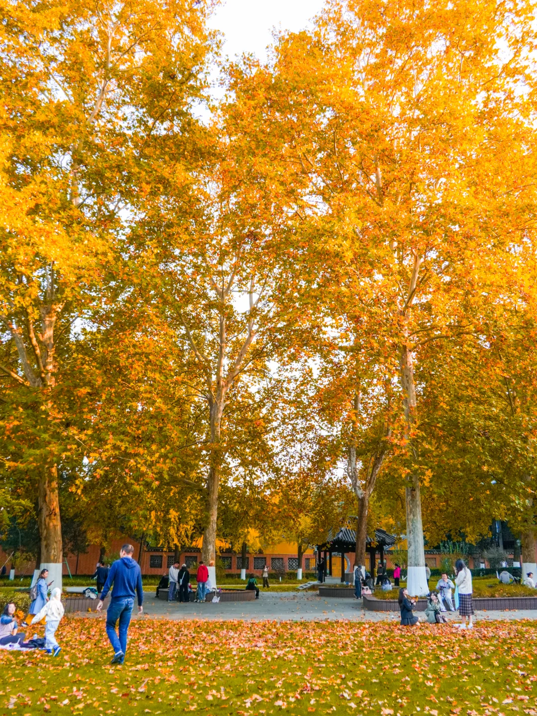 南京｜实拍高座寺银杏树开始进入观赏期