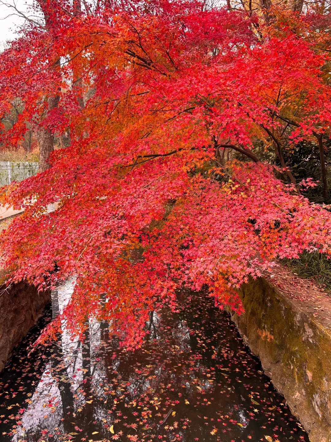 南京就是一座巨大的落叶痛城！枫叶浪漫哭🍁