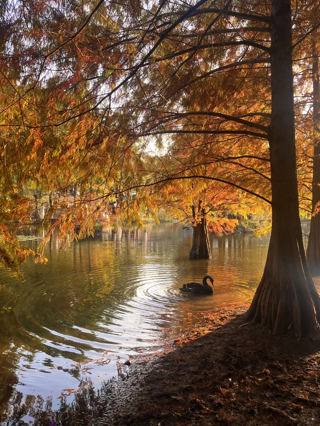 11.13明孝陵落羽杉实况🍂红了！可以去了！！