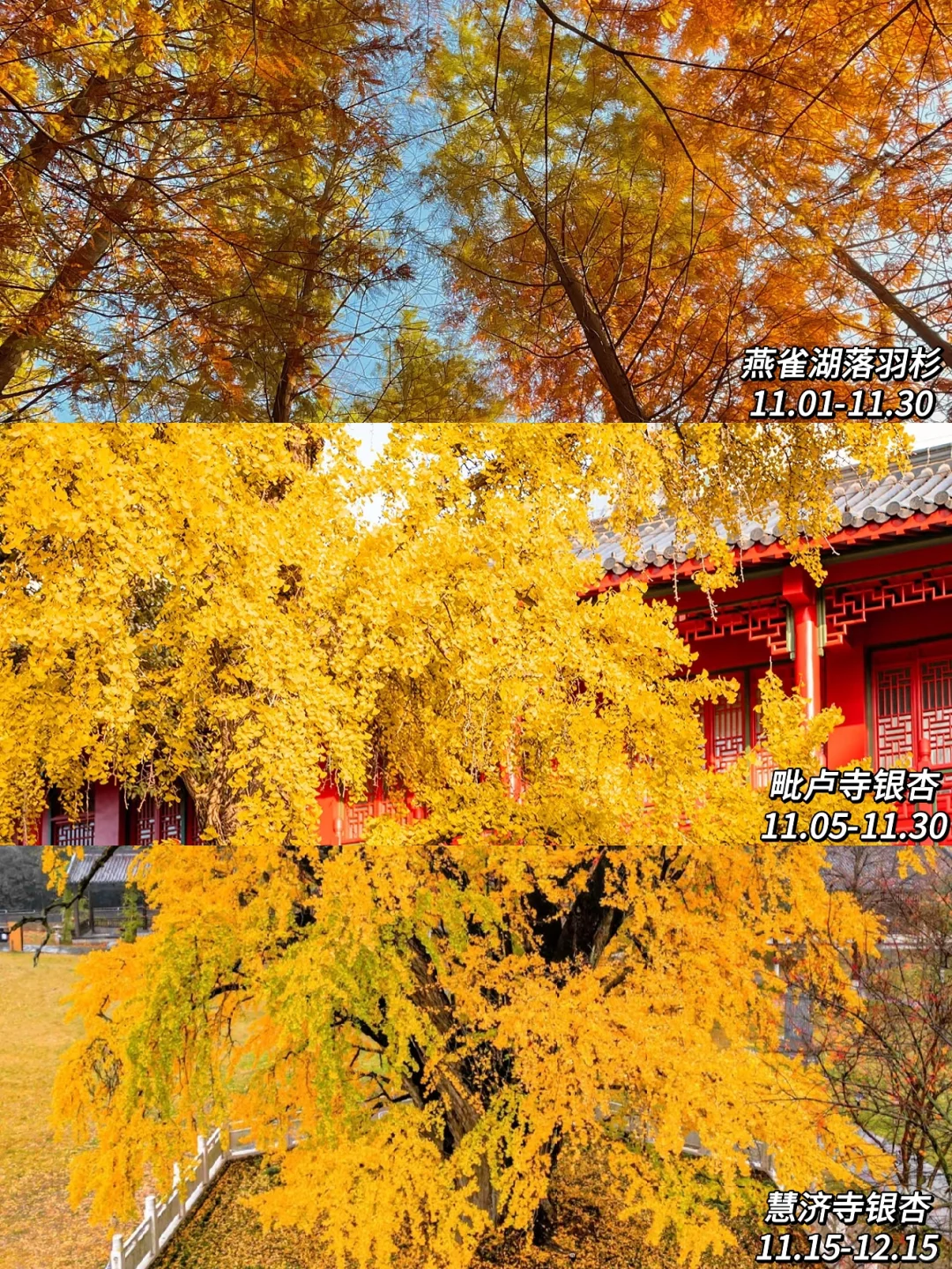 2025年南京赏秋攻略