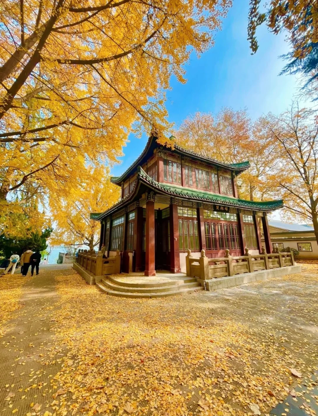 一句梧桐美，种满南京城🍂