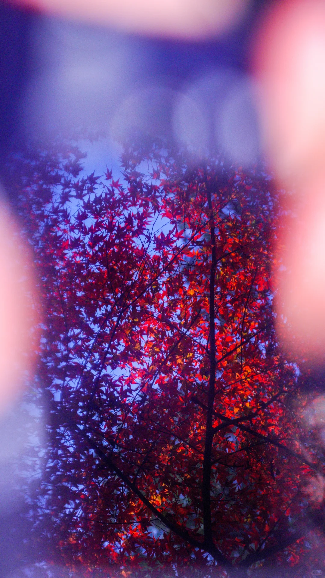 南京的深秋，一把子期待住啦！