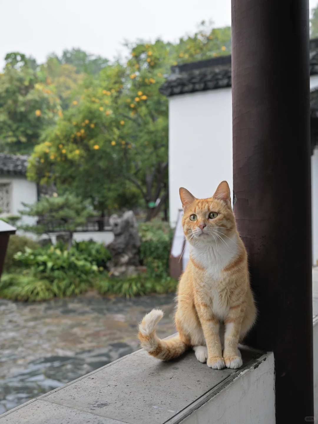 为了这棵树，我赶回了南京