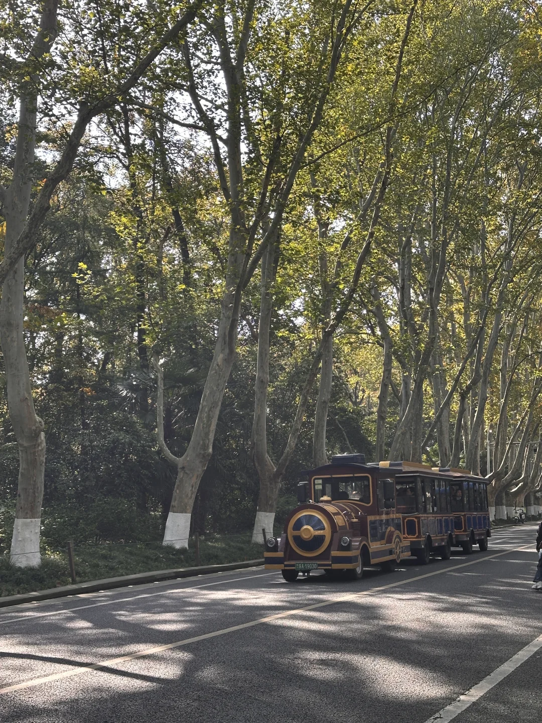 11.13实拍live，南京梧桐大道开始变黄啦❗️