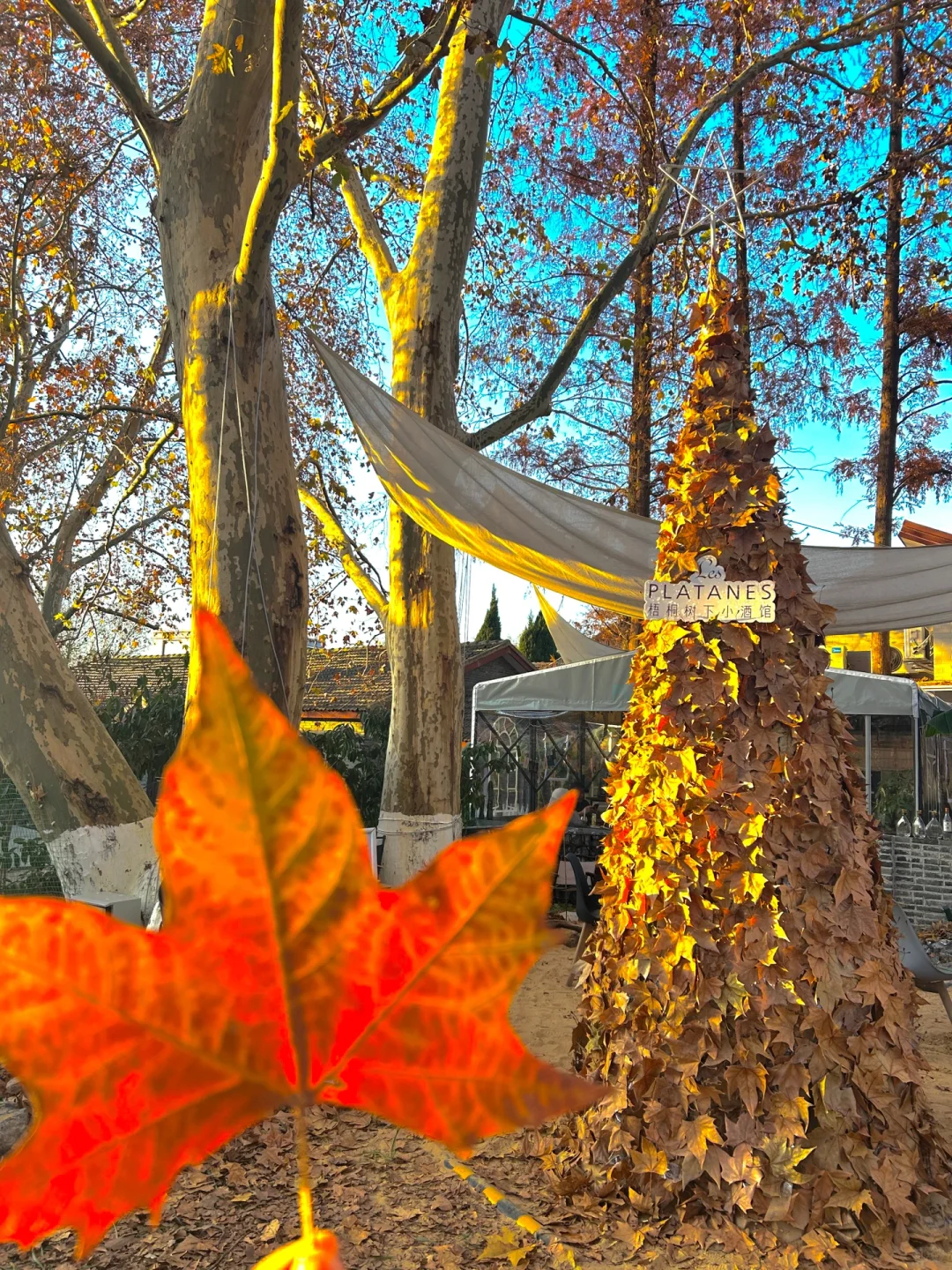 南京就是一座巨大的落叶痛城！枫叶浪漫哭🍁