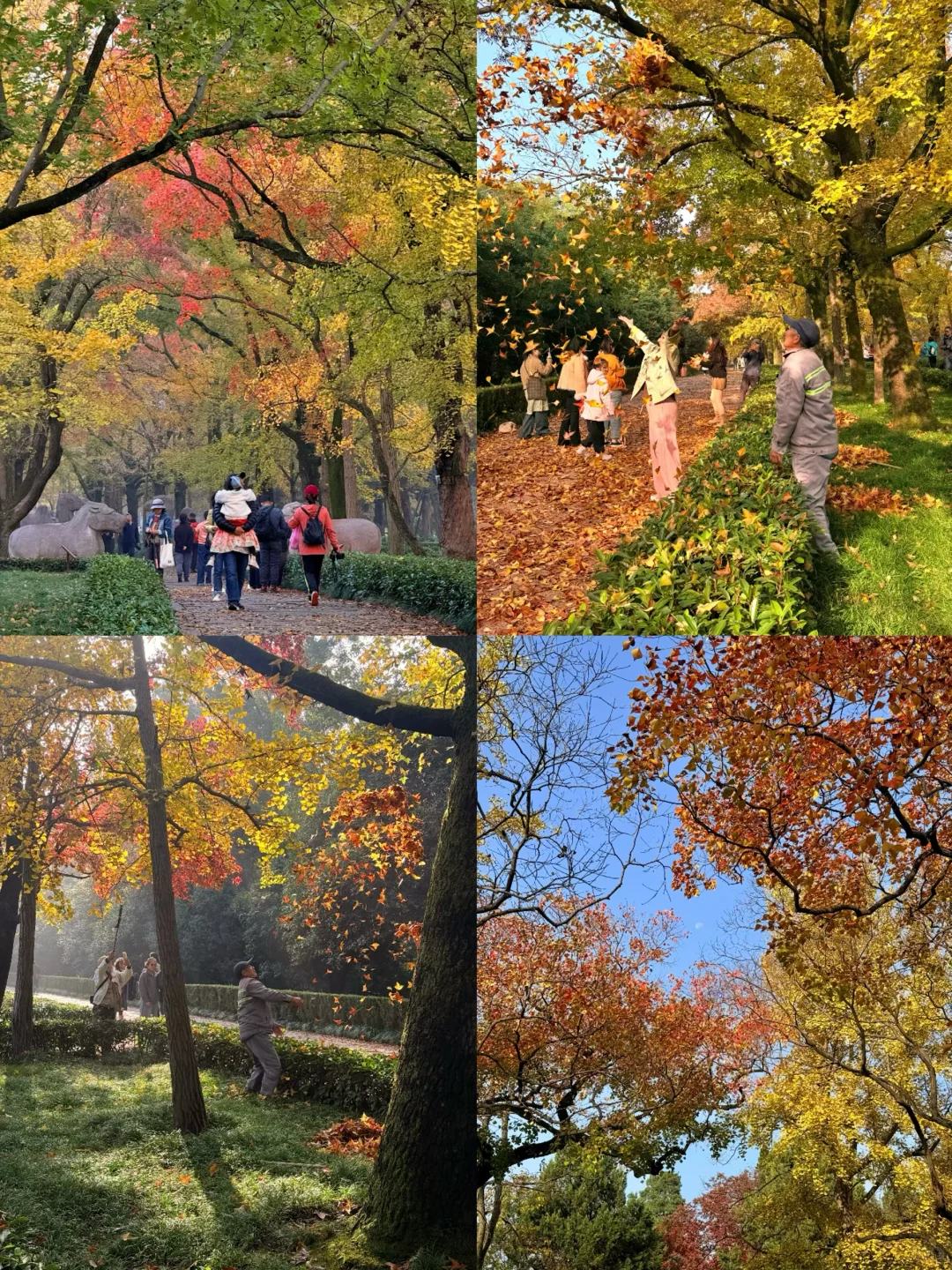 11.10实况｜南京12时特种兵一日游赏秋路线❗️