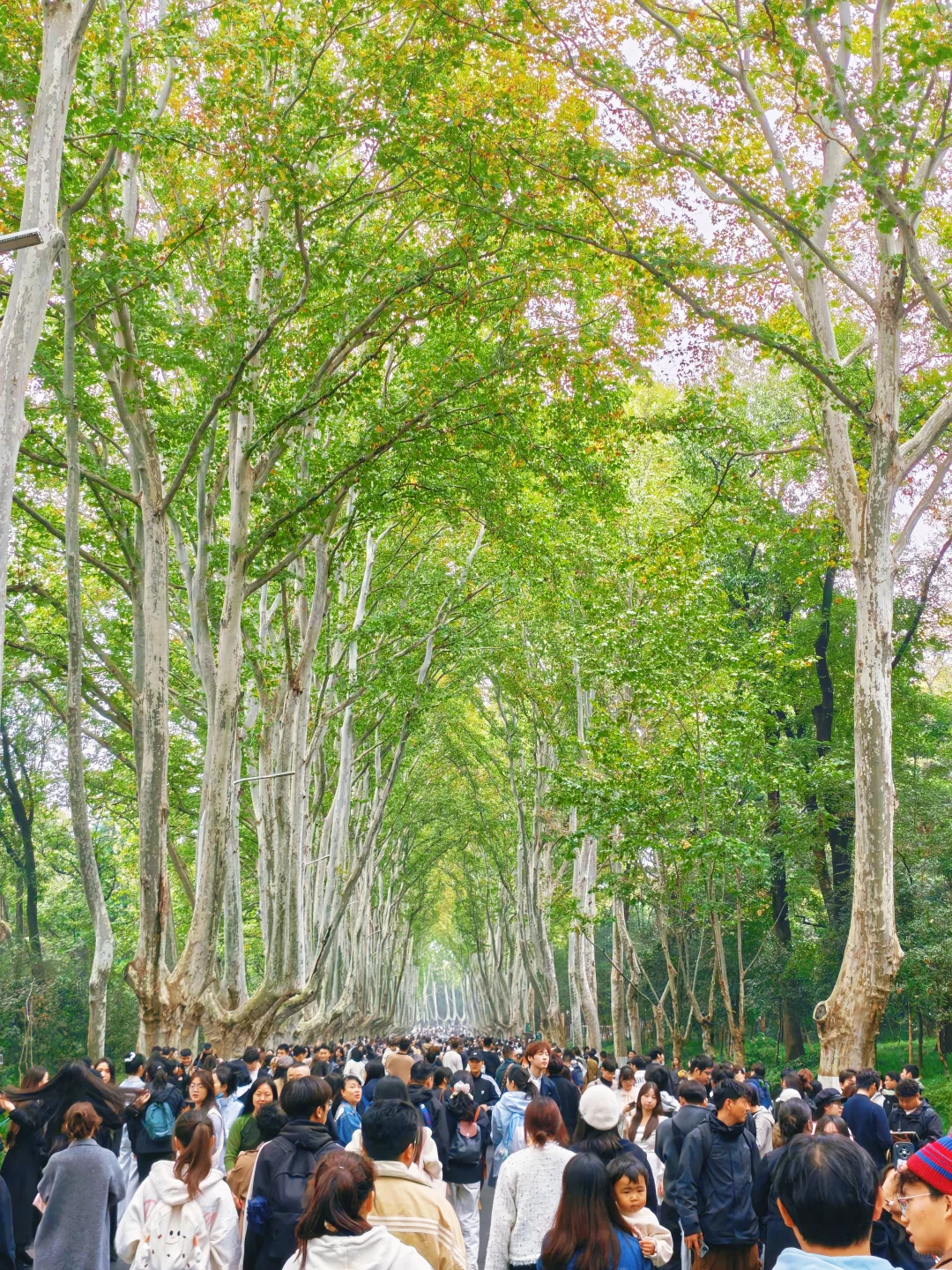 📸南京赏秋进度播报！11.10-11.16推荐