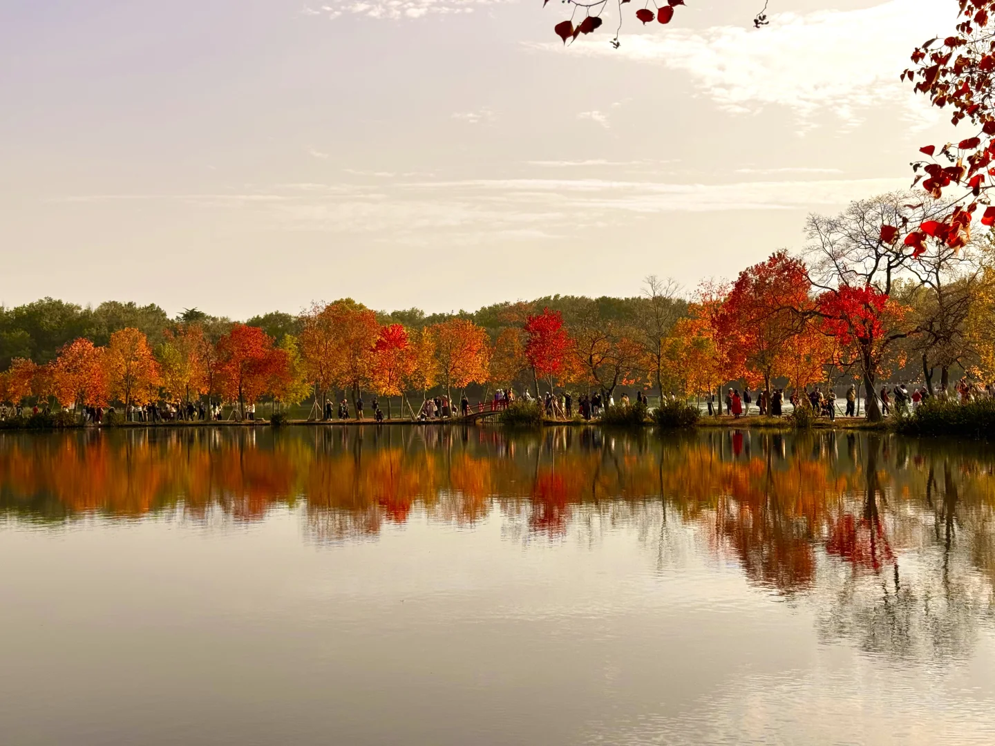 2025.11.11 南京中山植物园简直美疯了！！！