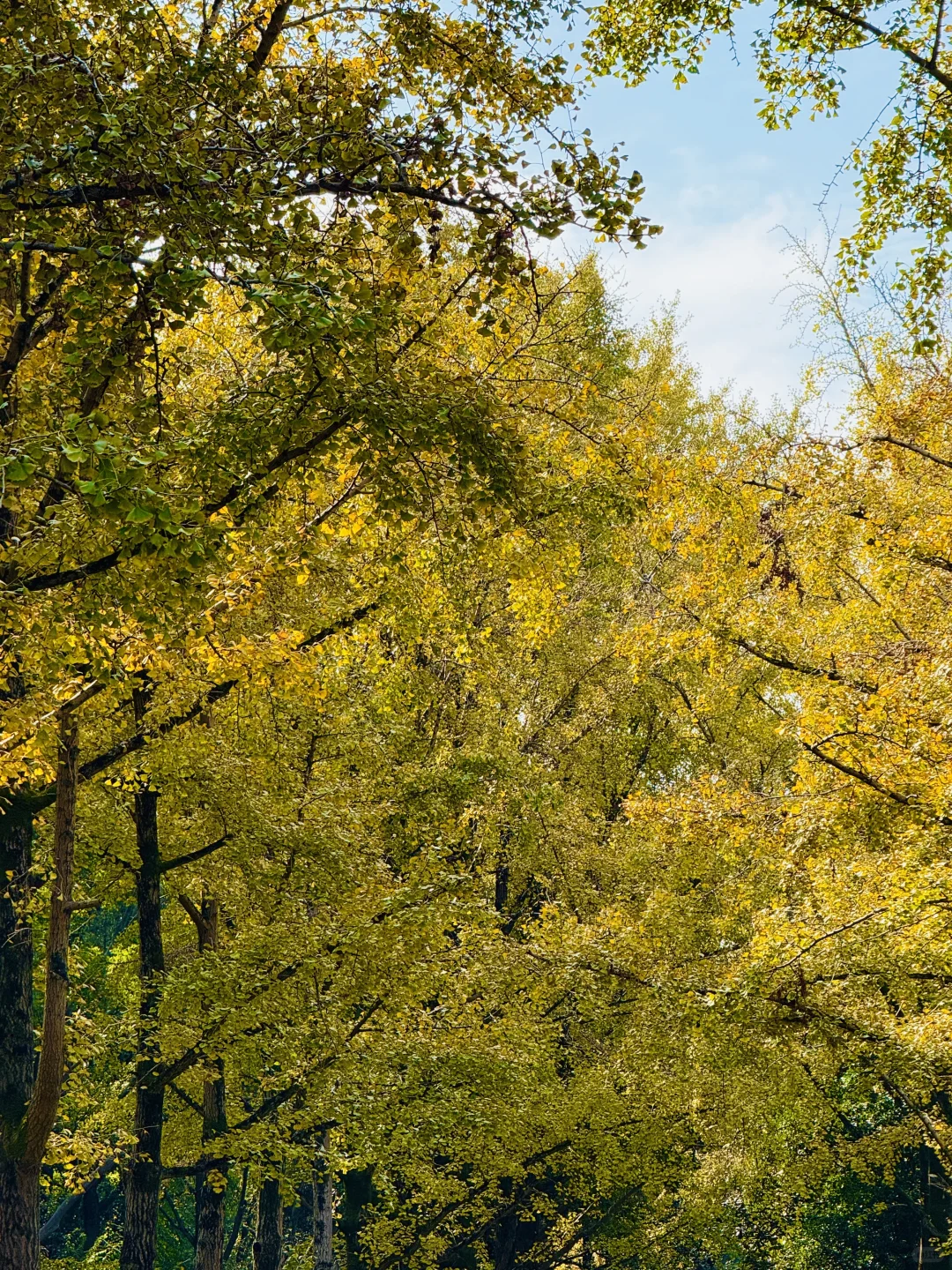 2025.11.12 | 南京中山植物园银杏杀疯了！！！