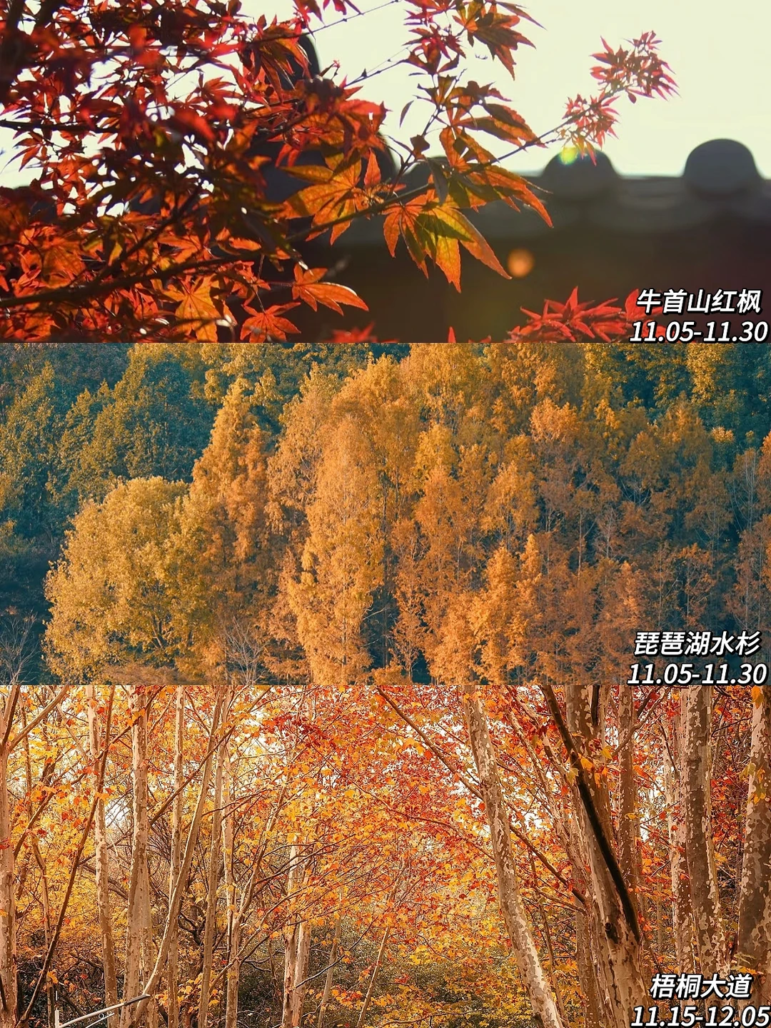 2025年南京赏秋攻略