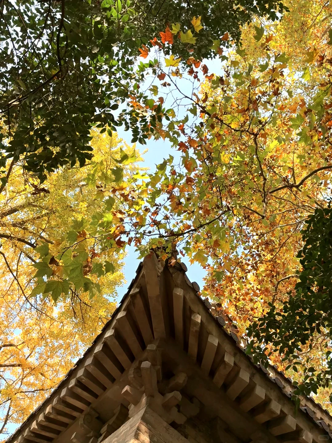 11.16早上南京灵谷寺实拍！银杏进度80%