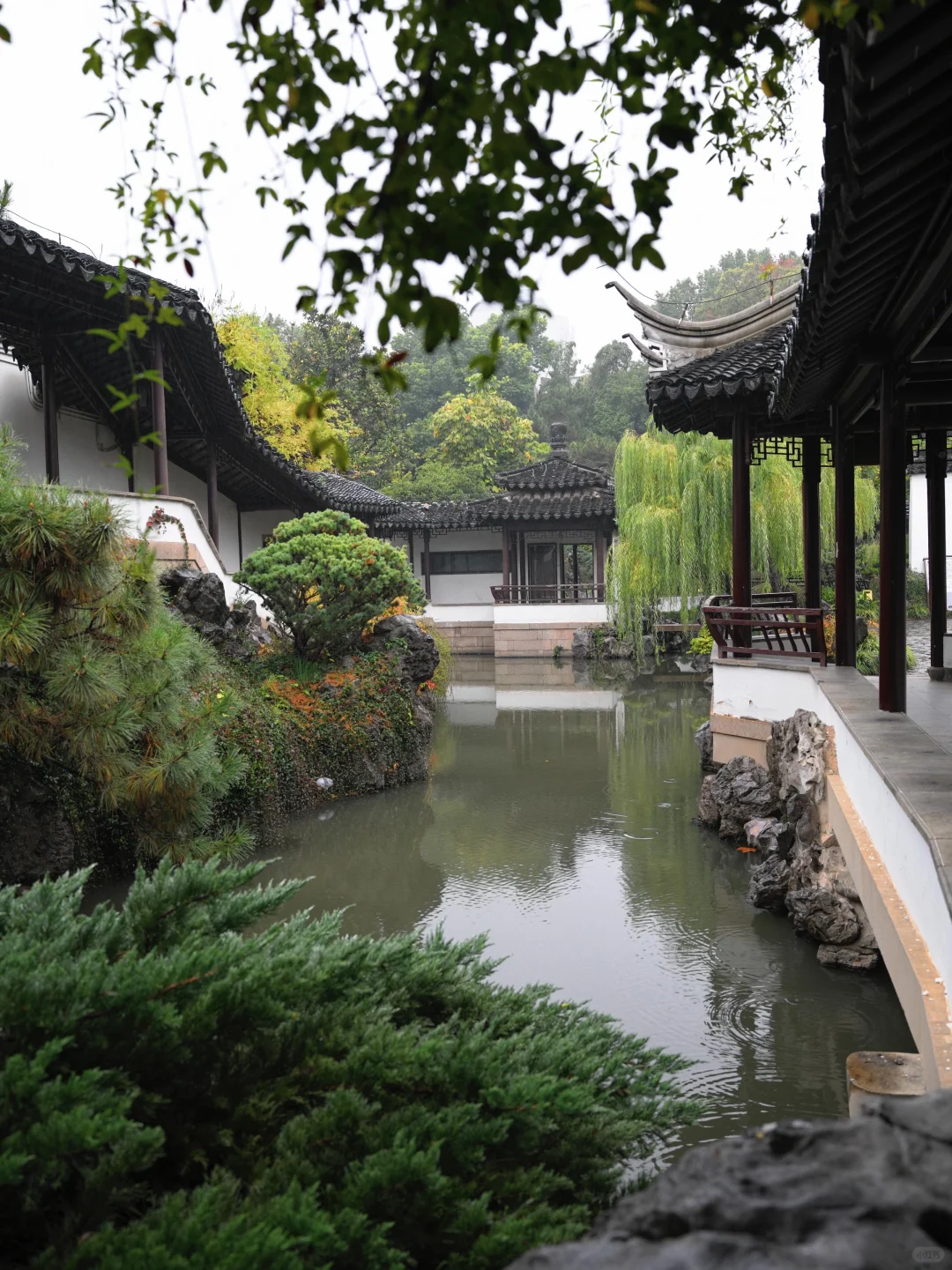 为了这棵树，我赶回了南京