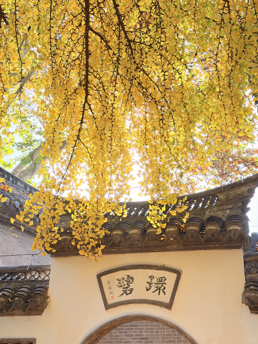 这颗银杏树等了你五百年