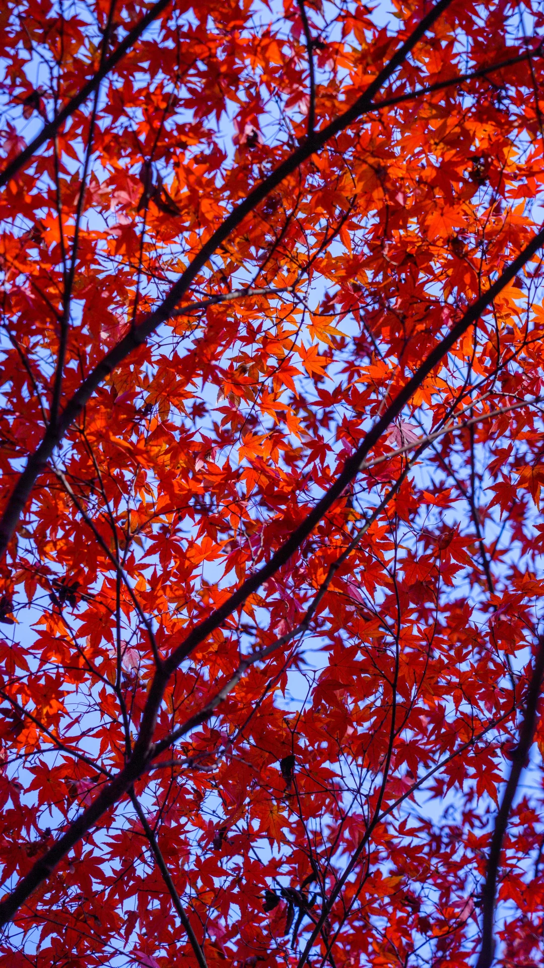 南京的深秋，一把子期待住啦！