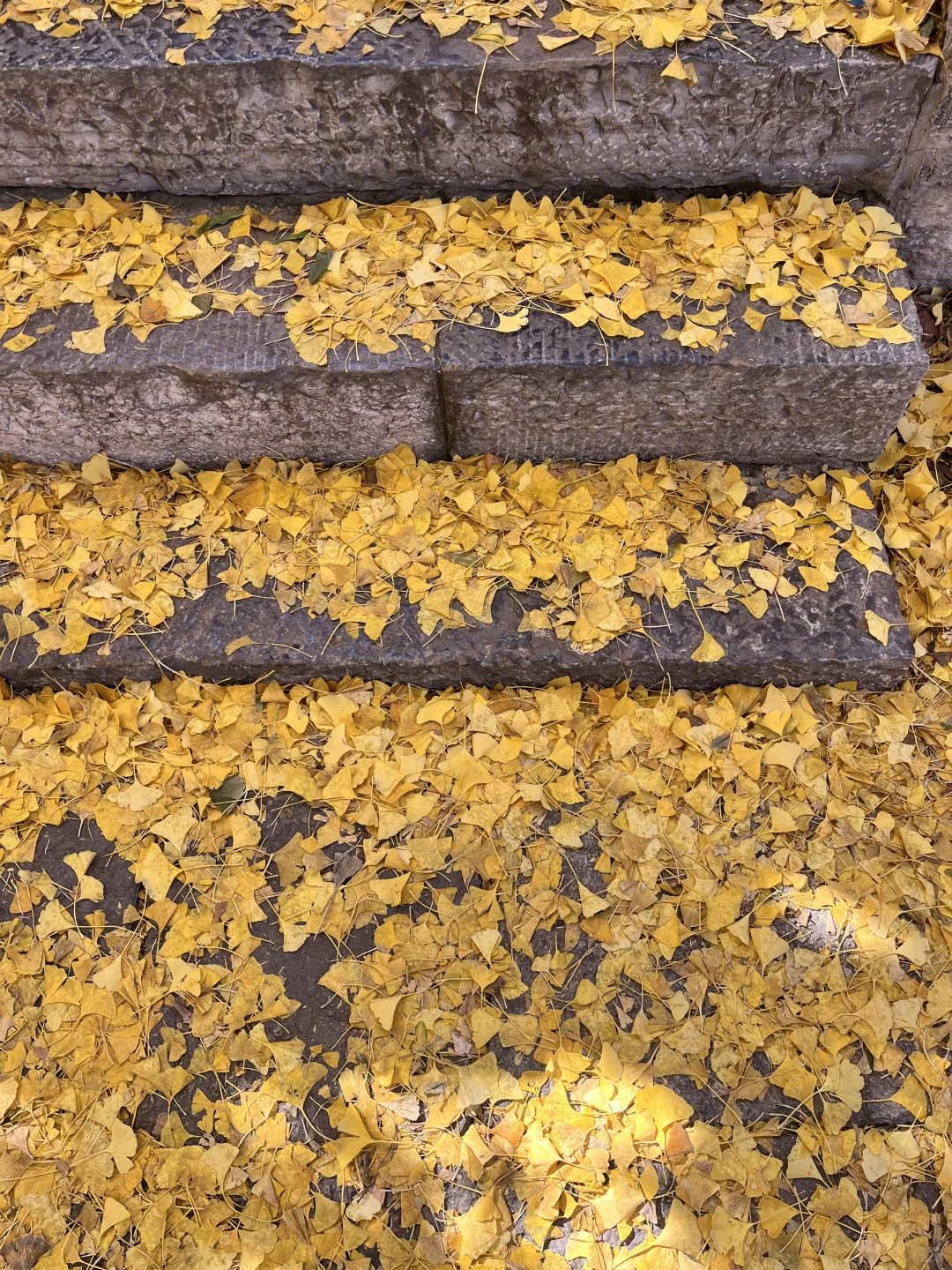 徐州 500年银杏树 最佳“赏味期”还有一周