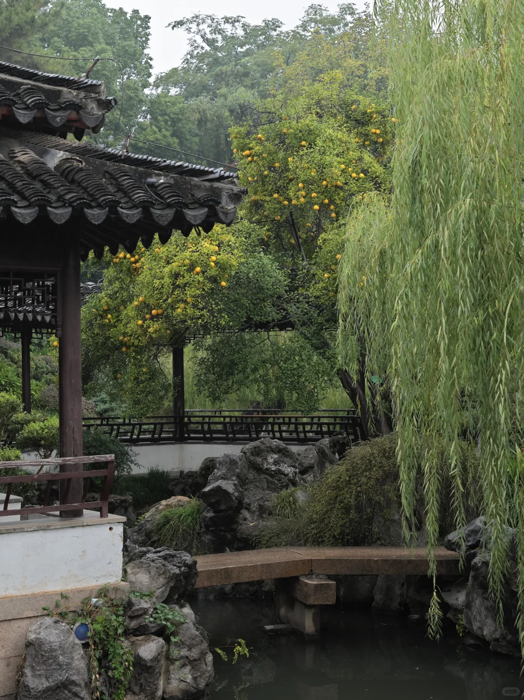 为了这棵树，我赶回了南京