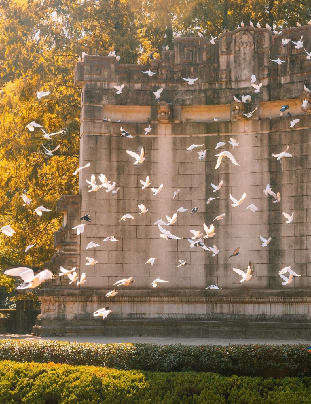 一句梧桐美，种满南京城🍂