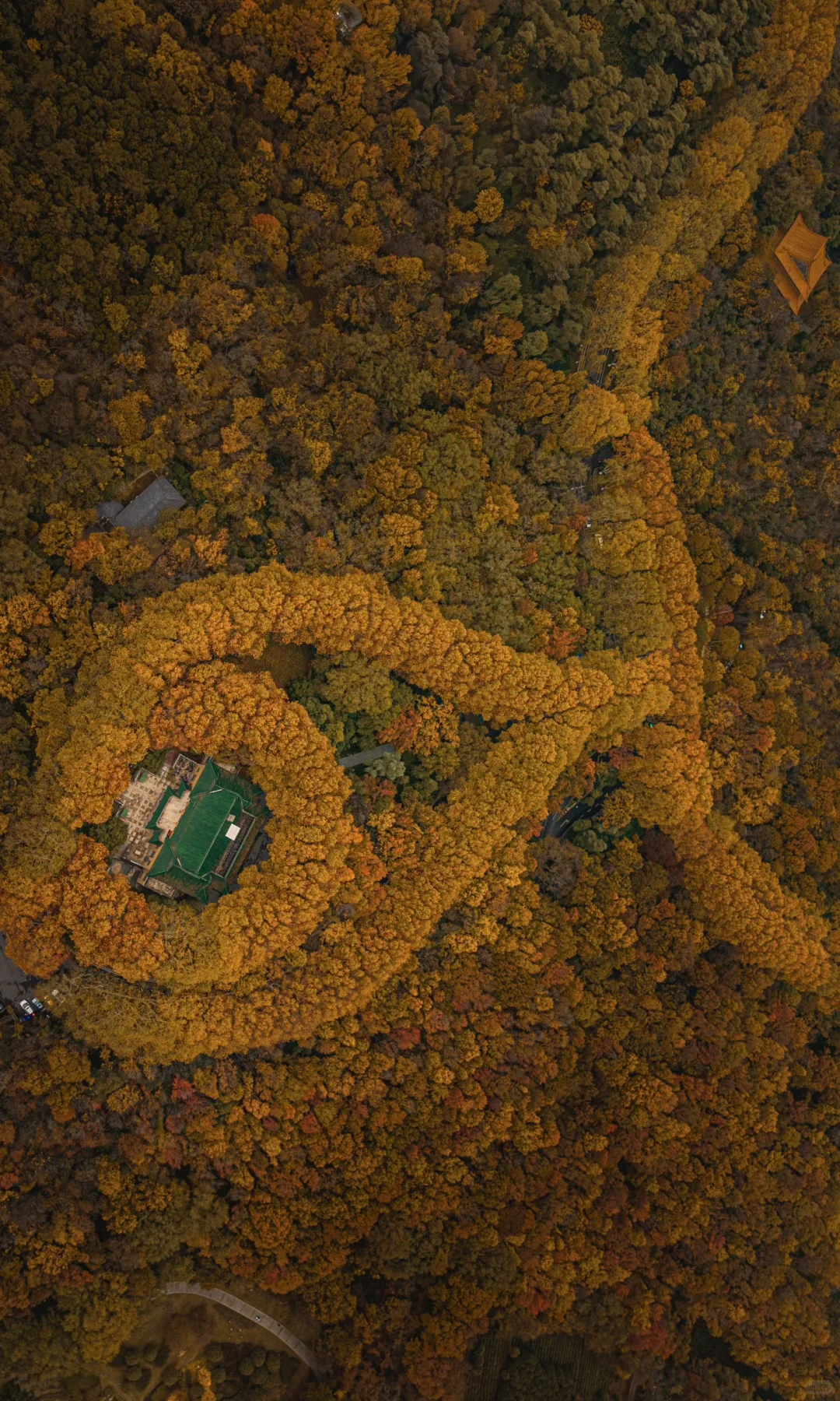 接下来10天，没有一座城市比南京更懂秋天🍂