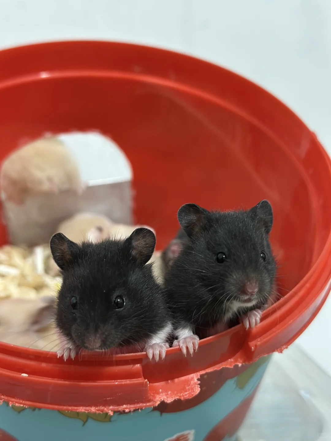 南京领养金丝熊啦～