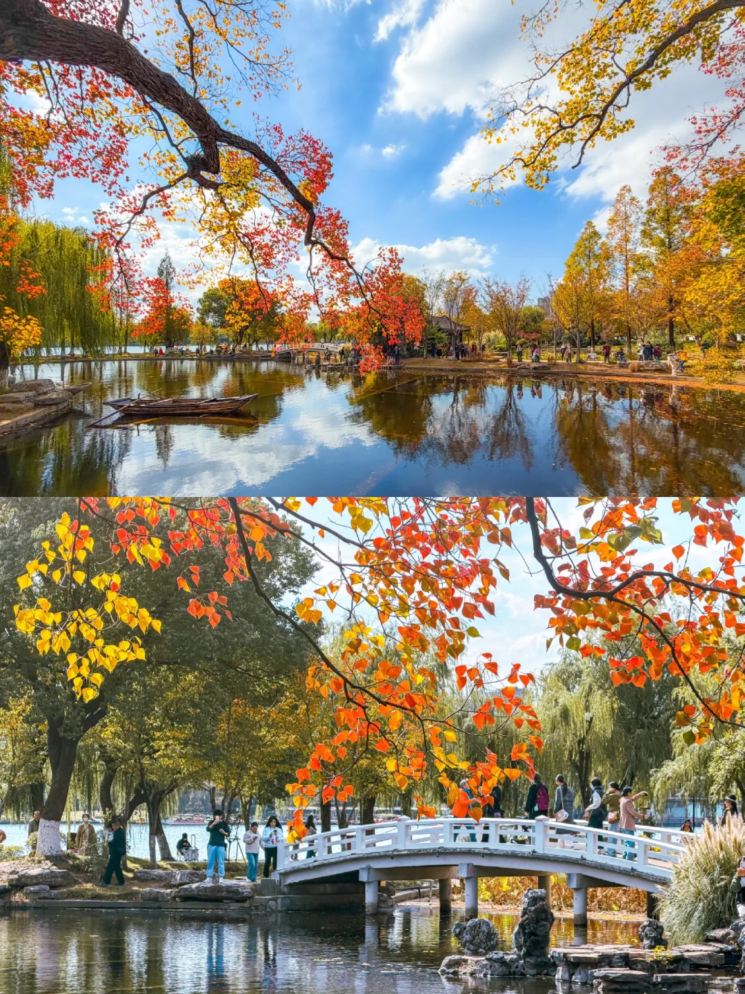 南京｜莫愁湖的乌桕🎨