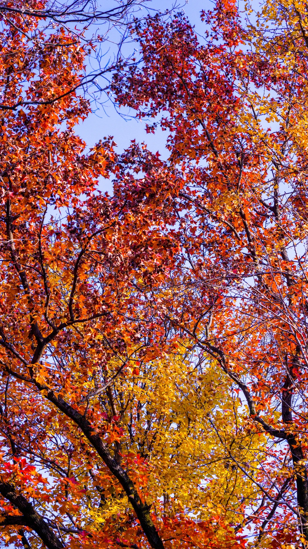 南京的深秋，一把子期待住啦！