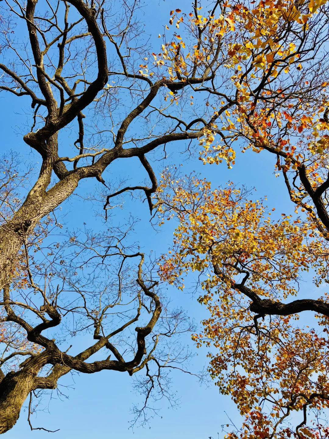 2025.11.11 南京中山植物园简直美疯了！！！