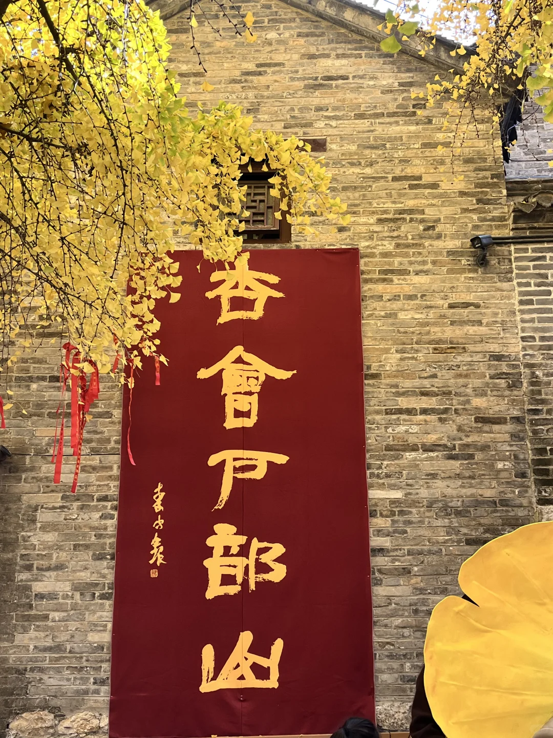 徐州 500年银杏树 最佳“赏味期”还有一周