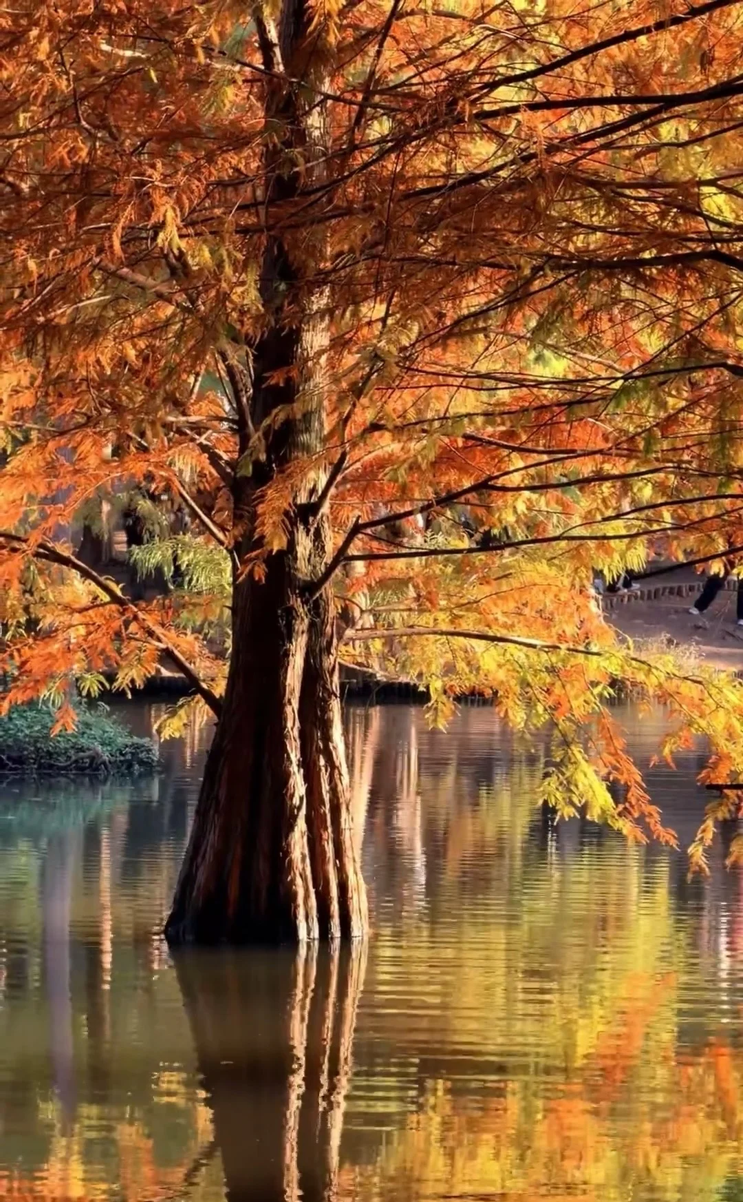 一句梧桐美，种满南京城🍂