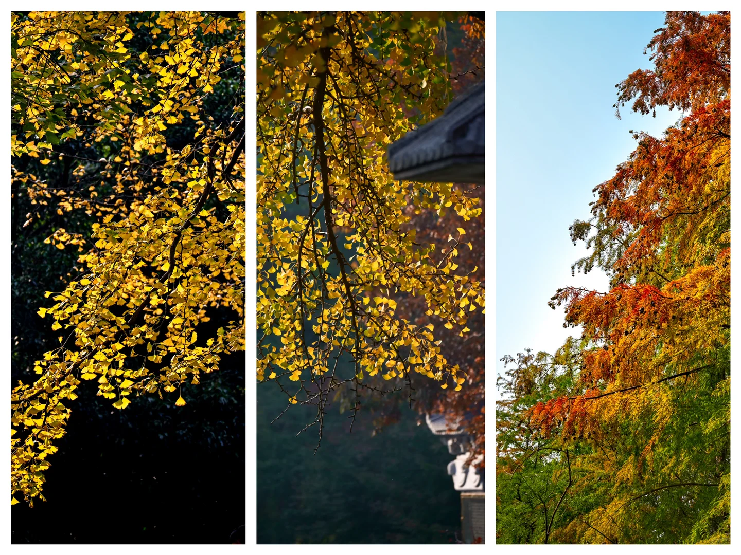 南京/金陵，一个人的旅游