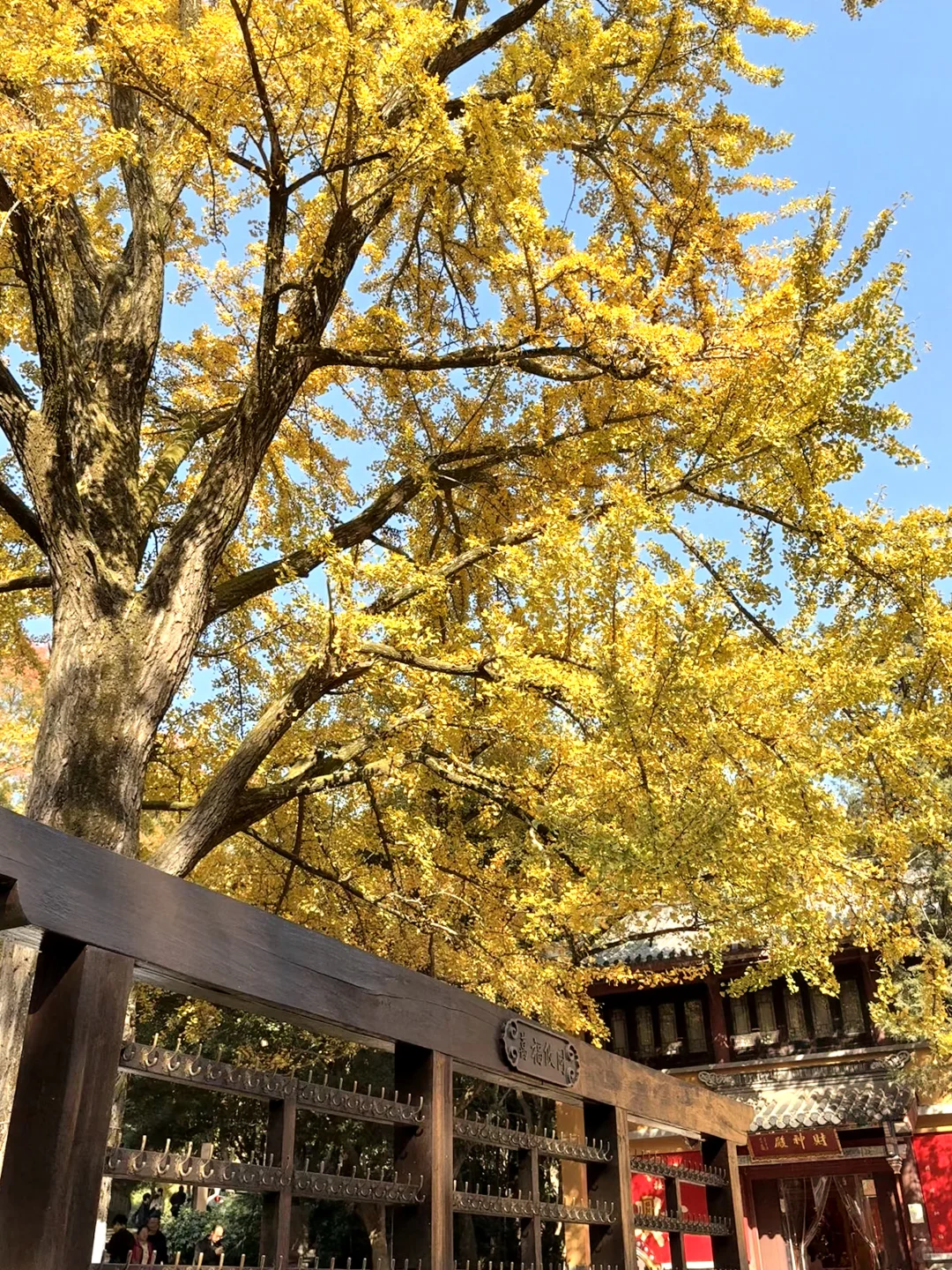 11.16早上南京灵谷寺实拍！银杏进度80%