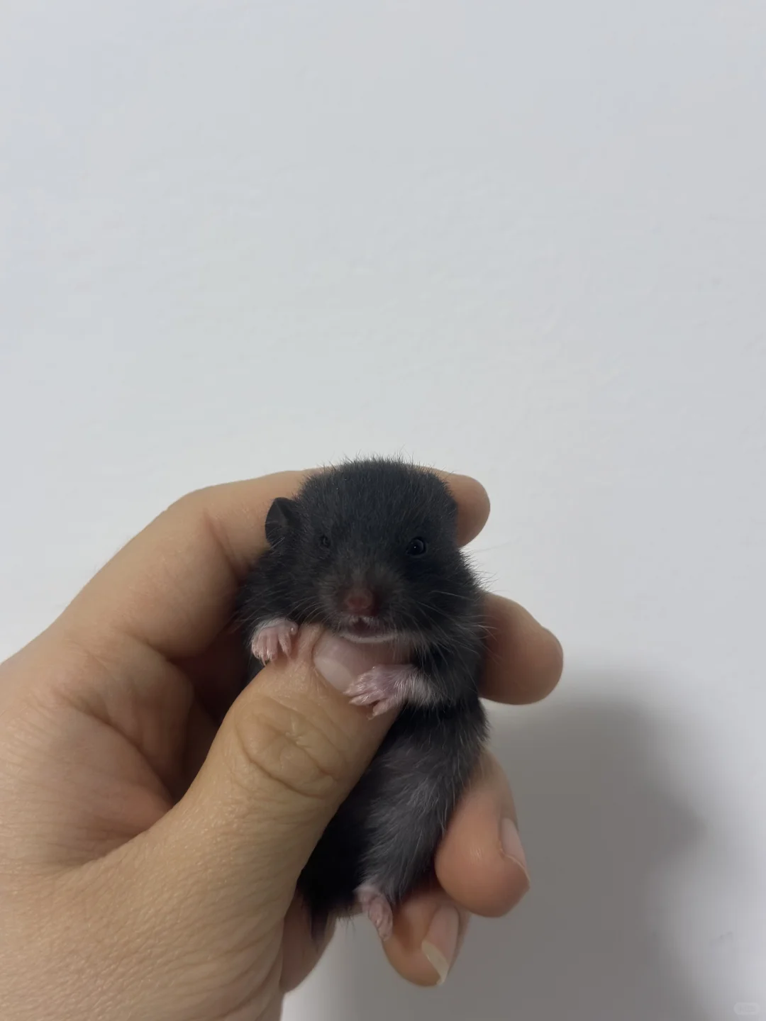 南京领养金丝熊啦～