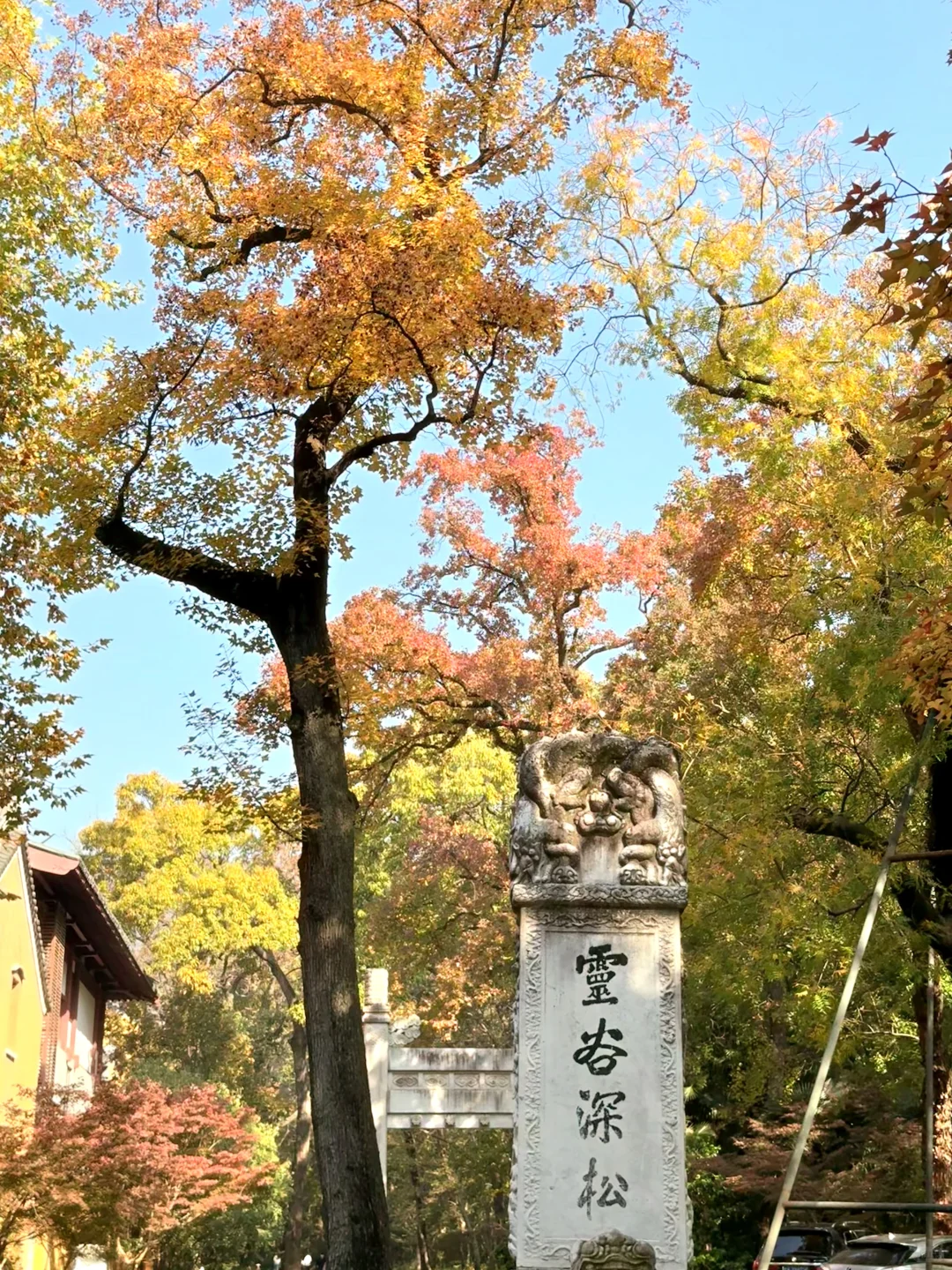 11.16早上南京灵谷寺实拍！银杏进度80%