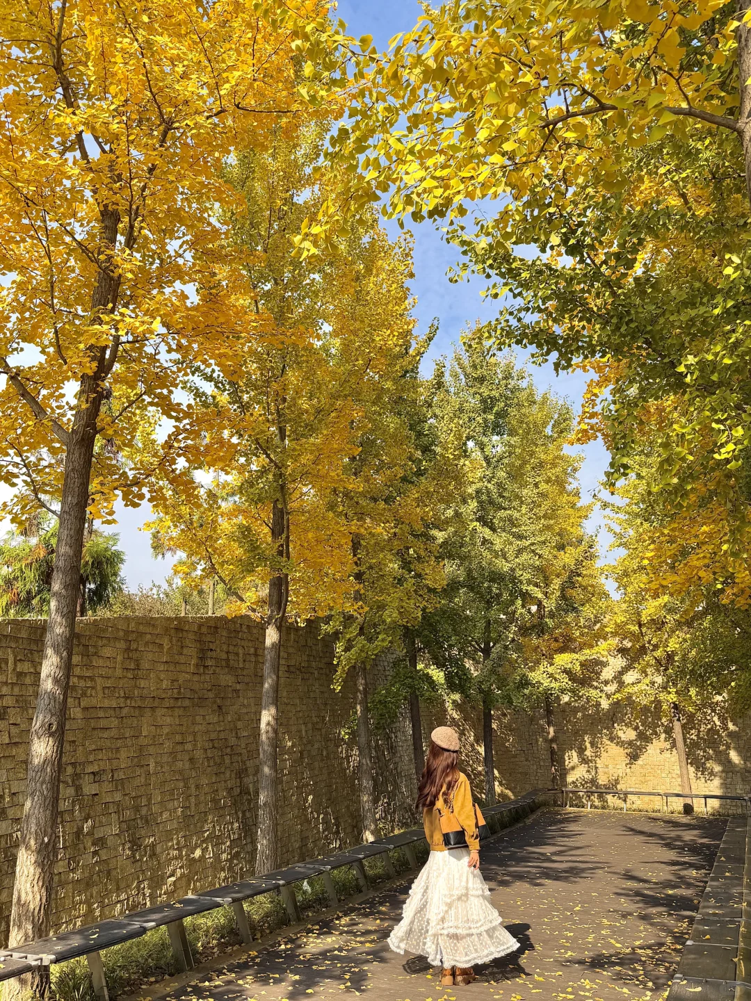 11.14实况！！南京银杏大道美到封神😭。。。