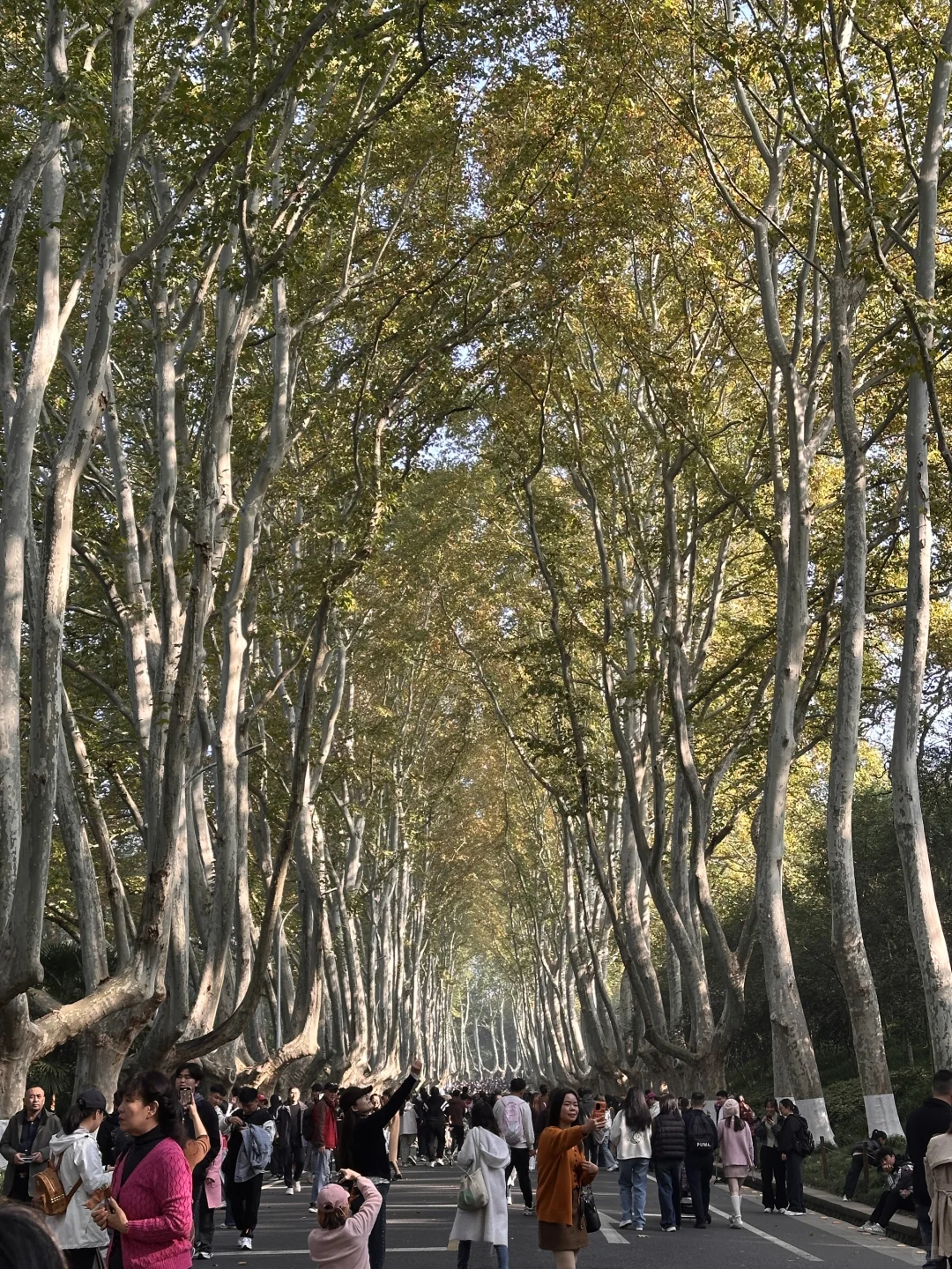 11.14实拍live🔥南京梧桐大道黄叶进度50%