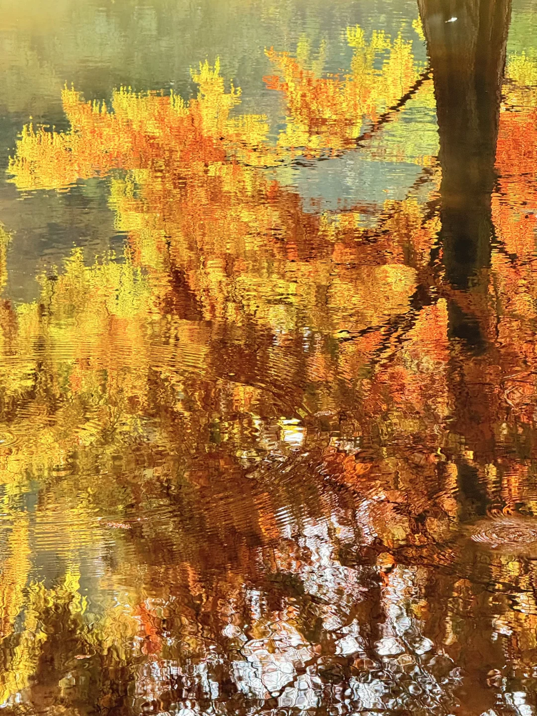 11.10实况｜南京12时特种兵一日游赏秋路线❗️