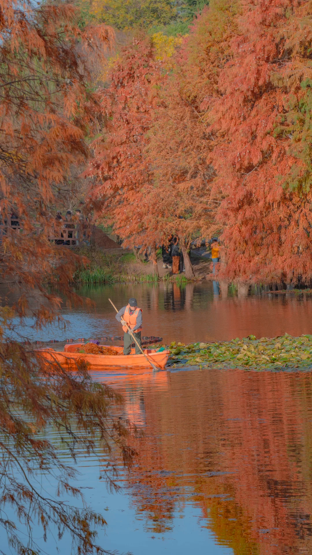 接下来的南京，秋天的氛围感直接拉满