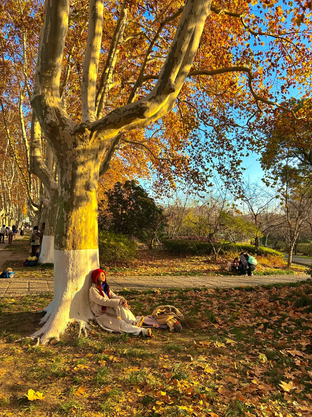南京就是一座巨大的落叶痛城！枫叶浪漫哭🍁