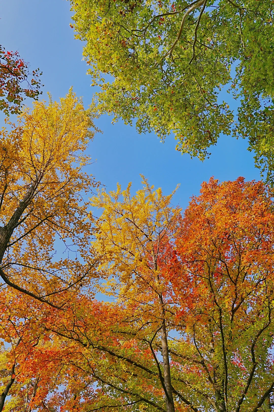 11.10实拍｜在明孝陵抬头看树时被美哭了😭