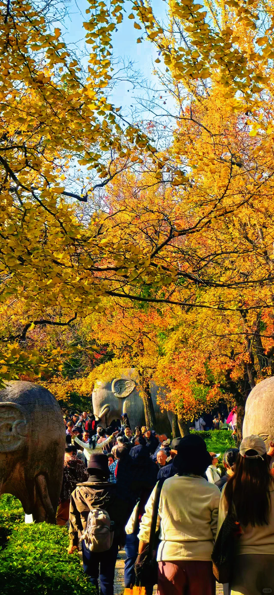 11.13实况南京，明孝陵石像路最美600米