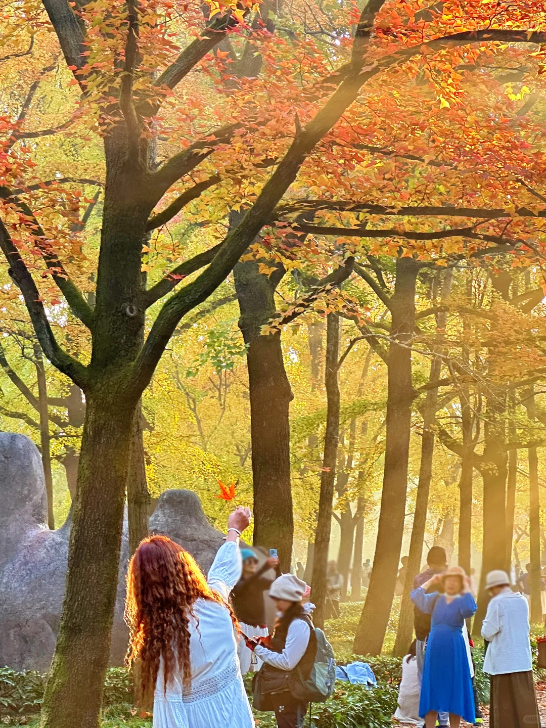 11.12明孝陵：绝美就是这几天，一定要去！