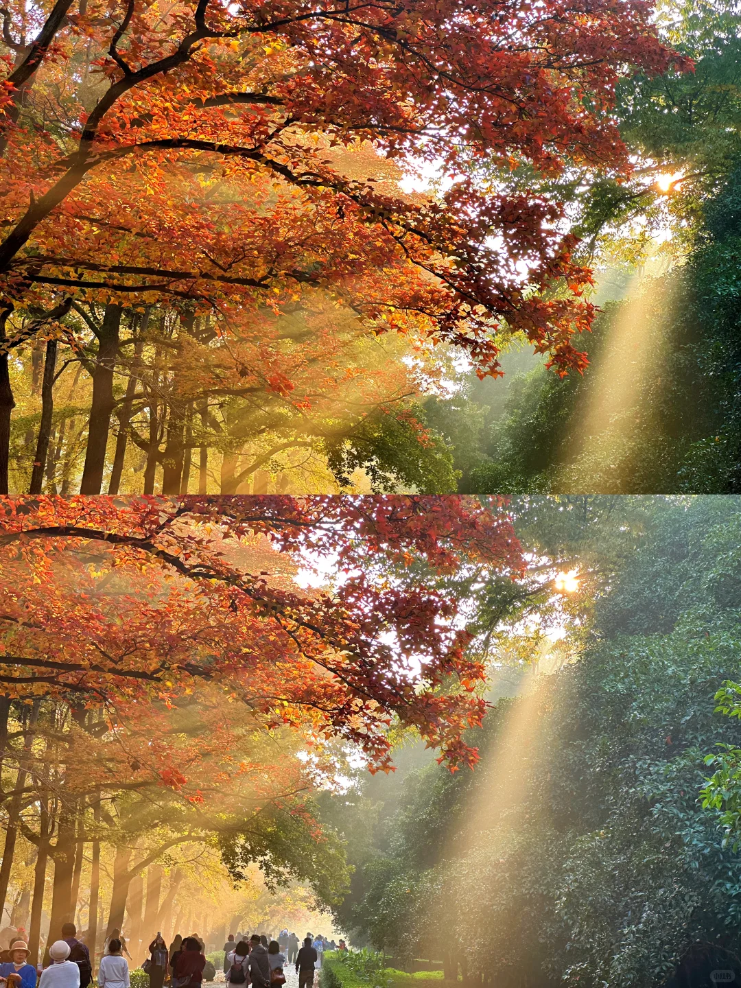 11.12明孝陵：绝美就是这几天，一定要去！