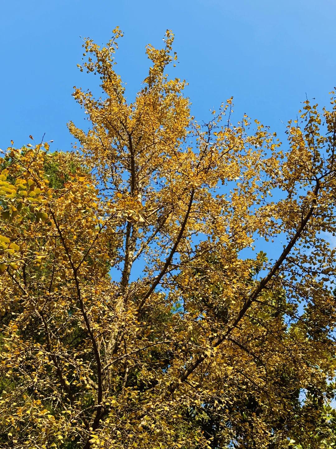 2025.11.12 | 南京中山植物园银杏杀疯了！！！