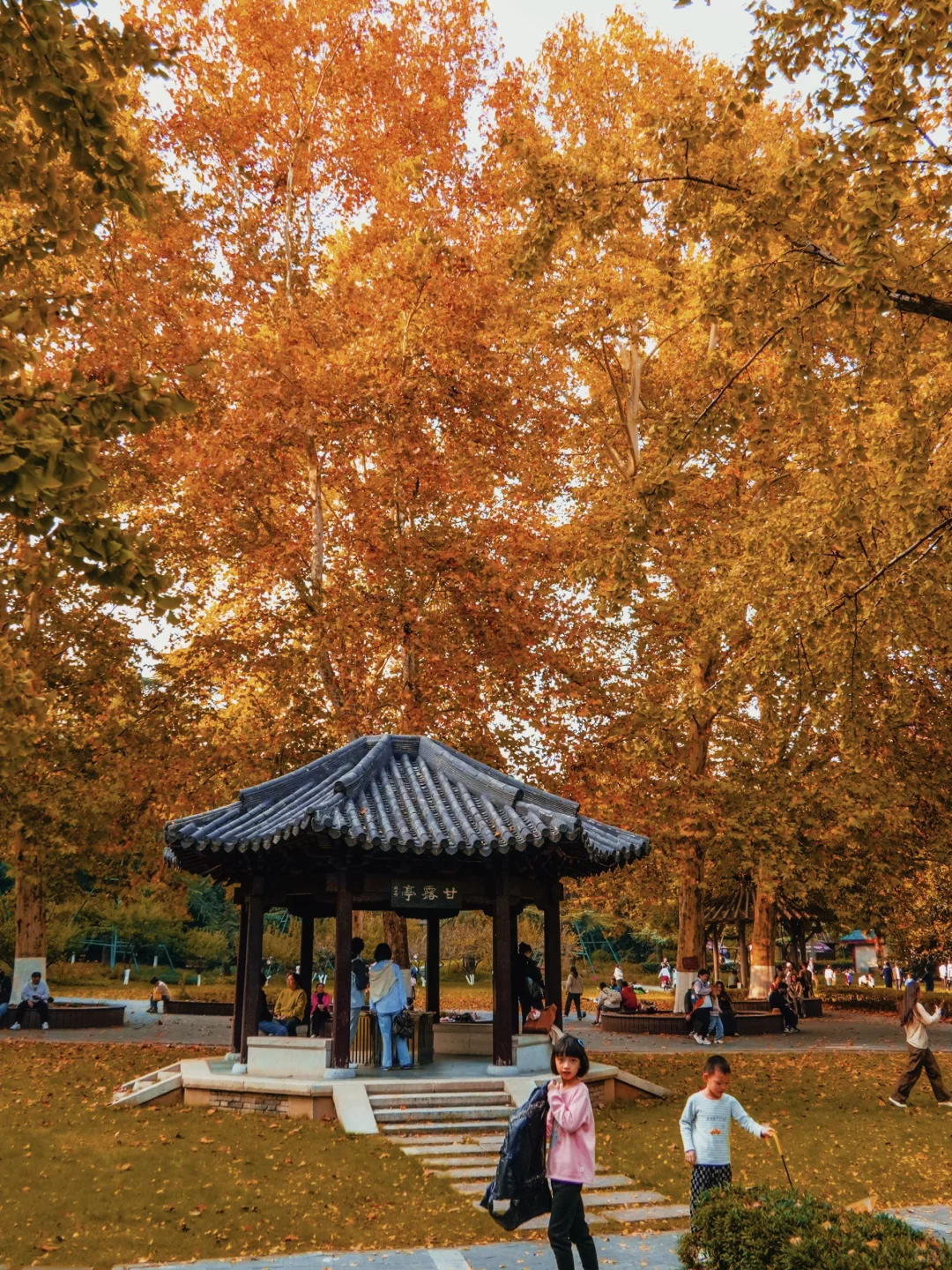南京｜实拍高座寺银杏树开始进入观赏期