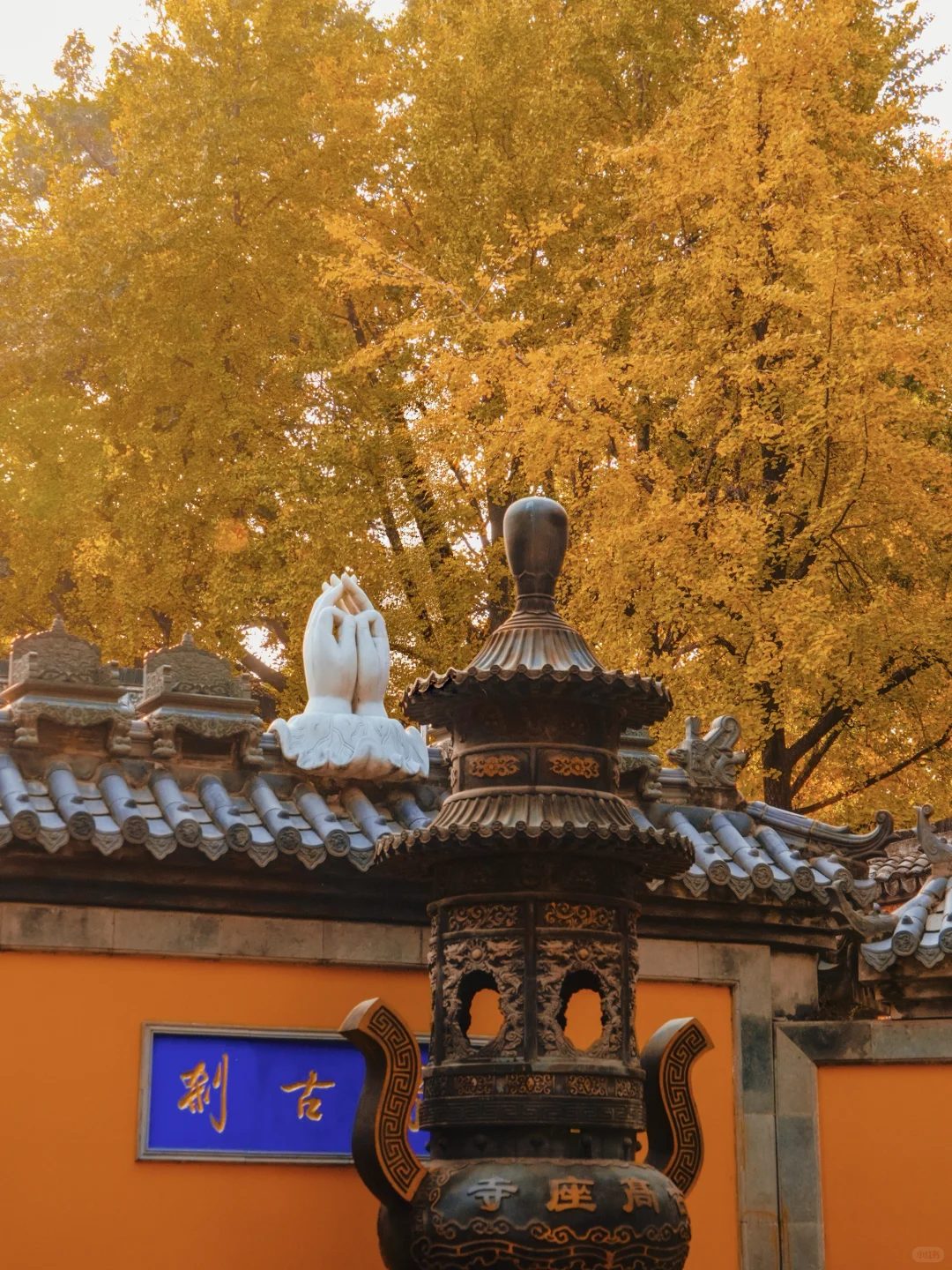 南京｜实拍高座寺银杏树开始进入观赏期