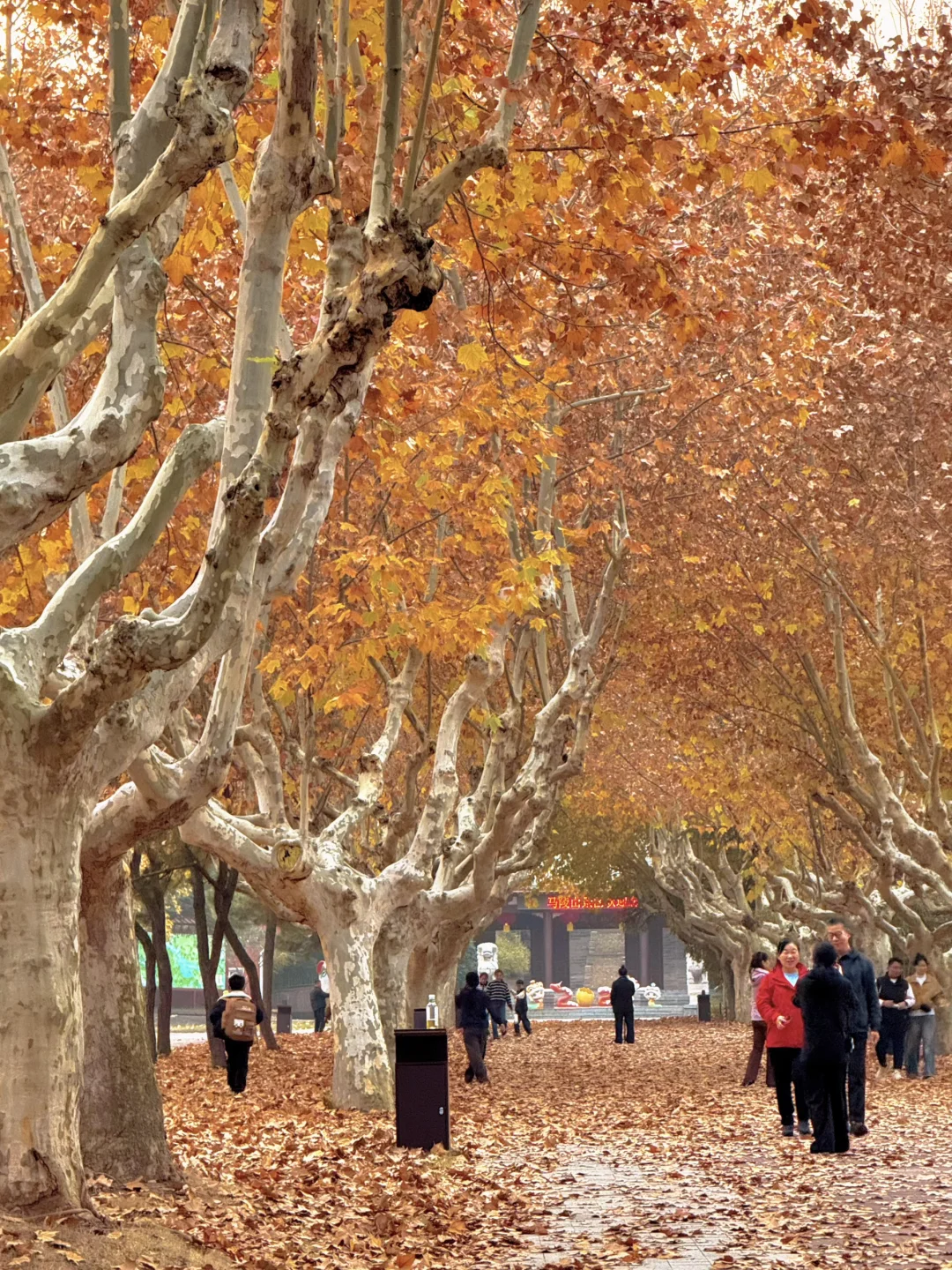 不是南京！徐州梧桐大道杀疯了！！！！！！